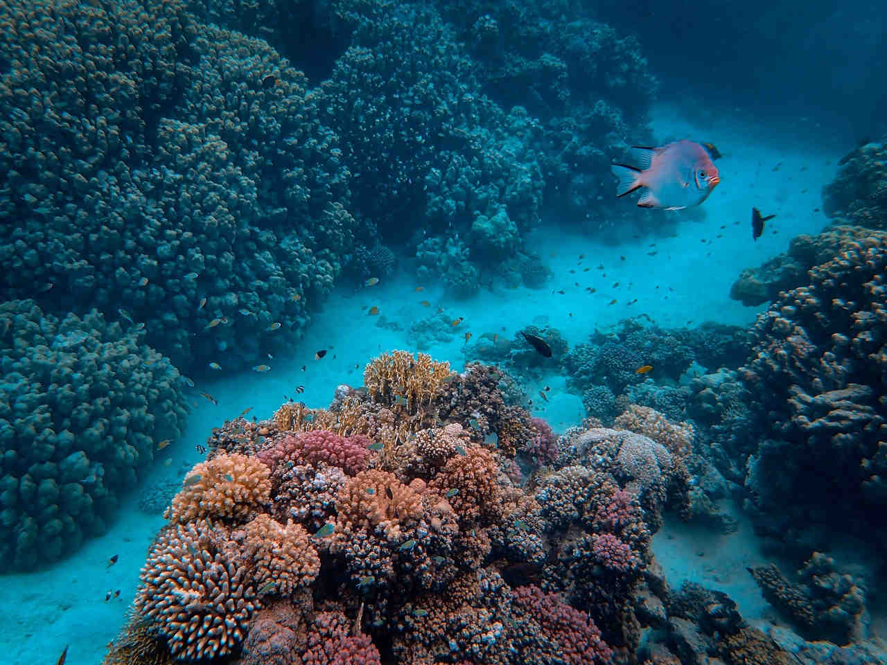 What are Coral Reefs? Is a Coral Reef Animal, Vegetable, or Mineral ...